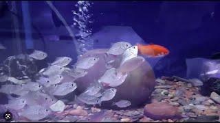 50 x Piranhas vs Goldfish – Night Live Feeding Time GRAPHIC CONTENT