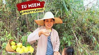 Iu Mien Lifestyle EP.45  Picking Indian Gooseberry with my niece