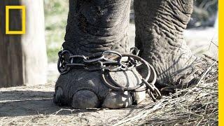 Unchaining Captive Elephants in Nepal  National Geographic