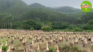 Lion-Head Goose Farm Amazing and Incredible Large Scale Lion-Head Goose Farm in Guangdong China.