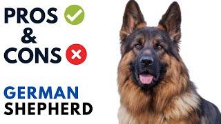 German Shepherd Dog Pros and Cons  Alsatian Dog Advantages and Disadvantages