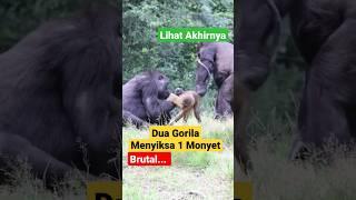 WEW DUA GORILA MENYIKSA SEEKOR MONYET DIHUTAN LIHAT AKHIRNYA MARAH SERANG BALIK ⁉️ #viral #animals