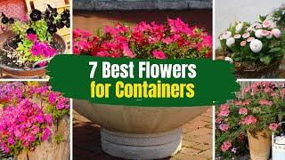 7 Best Flowers for Containers  in Full Sun 