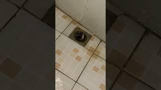 Python surprise found a snake in a shower filter in Bali