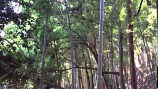 Bamboo forest Zuihōden #瑞鳳殿 in #Sendai Miyagi Prefecture Japan mausoleum Date