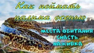 Как поймать налима осенью. Места обитания снасть наживка