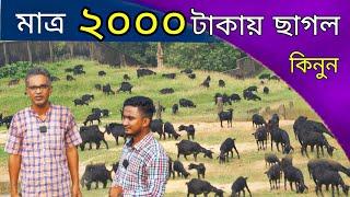 ৪০০০৫০০০ টাকার ছাগল কিনুন মাত্র ২০০০ টাকায়। এতো সস্তা ছাগলের দাম। goat price in bangladesh