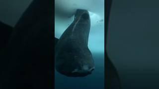 Greenland Shark Caught By The Tail #shark #fishing #hunter