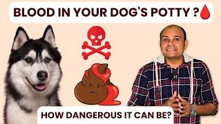 Blood in your dogs potty ? How dangerous it can be ? - By Baadal Bhandaari