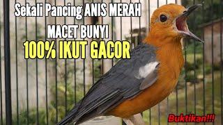 SEKALI PANCING ANIS MERAH MACET BUNYI PASTI IKUT GACOR DENGAN PANCINGAN INI