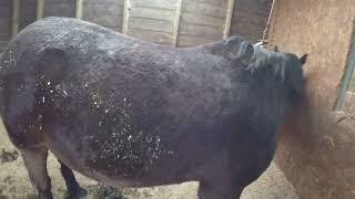 Pregnancy UPDATE and grooming my horse GoPro HeadCam