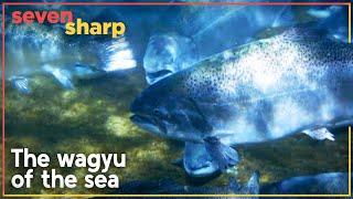 Giant salmon large enough to feed 100 people accidentally discovered in New Zealand  Seven Sharp