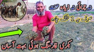 How To Make Alfa Alfa Hay For Goats - Super Food For Goats