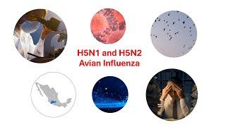 Microbiology-H5N1 and H5N2 avian influenza