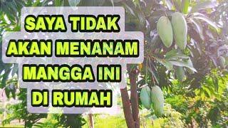 TERNYATA BEGINI RASA MANGGA KIOJAY