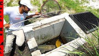 CATCHING EXOTIC FISH Living TRAPPED in SEWER