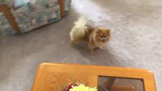 Adorable Pomeranian Fun Laugh Out Loud