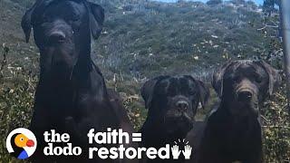 3 Huge Dogs Left On Mountain Kept Refusing To Be Rescued  The Dodo Faith = Restored