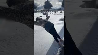 Snow angel where? ️ #shorts #funny #fail #snow #snowangel