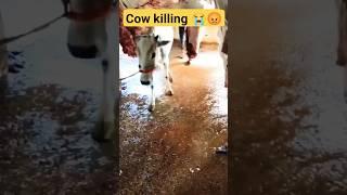 Beauty of Sanatan Dharm  Stop Killing Cows #cow #sanatandharma #hindu #india #god #love #hinduism