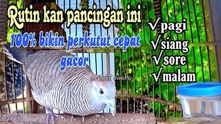 Terapi perkutut... Rutin kan pancingan ini pagi siang sore malam agar perkutut cepat gacor