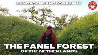 Landscape Photography in the Dutch Fanel Forest. OM-1 MKII