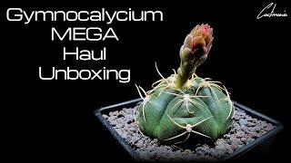 Gymnocalycium Mega Haul Unboxing  18 Stunning Gymnos