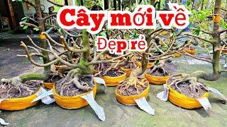 Mới nhập đội phôi mai vàng. An  0339939629 Chợ Gạo miền tây tôi yêu ltk bonsai @MaivàngQuêdừa