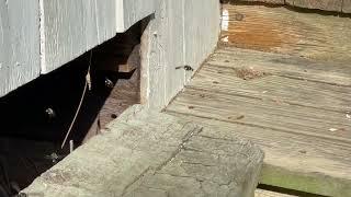 Male carpenter bees swarm