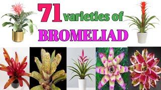 71 Bromeliad Plant Varieties Plant and Planting