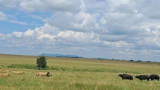 Buffalo herd rushes to save their fallen calf from a pride of lions but are too late