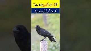 Facts About Crow #INFOatADIL #Crow #NetGeo #Shorts #YTShorts #Facts #Animals #Birds #Mystery