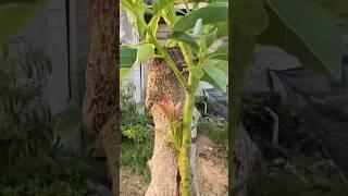 Tricks for GRAFTING Avocado Trees With the Best Results #avocado #avocadoseed #graftingtechnique