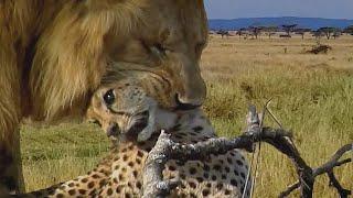 Angry Lion kills Cheetah in split seconds Wild Animals Attack