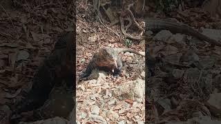 National Animals  Komodo Dragon