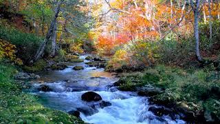 Autumn Landscape of Forest Stream. Relaxing Nature Sounds flowing Water Sleep Study Meditation.