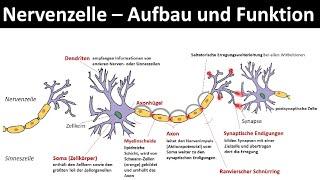 Nervenzelle  Neuron - Aufbau und Funktion Biologie Neurobiologie Oberstufe