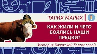 Как вывели уникальную породу Крупного Рогатого Скота? История Казахской Белоголовой. Как жили раньше