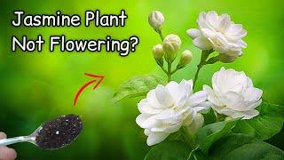 Why Jasmine Plant Not Producing Flowers? DO THIS NOW