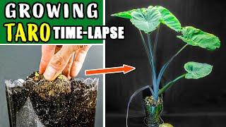 Growing Taro Plant From Root To Leaves 70 Days Time Lapse