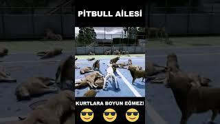 Beyaz Pitbull Jack Ailesini Alfa Kurt Sürüsünden Kurtarıyor 