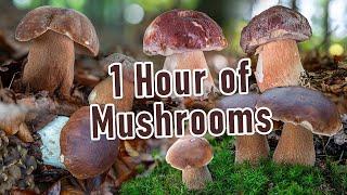 1 Hour of Mushroom Foraging - The Best of Boletus - Edulis Reticulatus Pinophilus - Funghi porcini