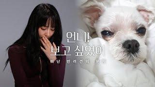 무지개강아지 떠나보낸 우리 강아지와 대화할 수 있다면