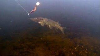 Fishing pike attack lure  soft-bait underwater. Рыбалка на силикон атака щуки по водой.