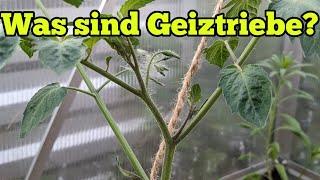 Was ist ein Geiztrieb und wie erkenne ich ihn? Tomaten anbauen für Garten Neulinge