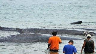 Aneh  fenomena Ikan Paus Raksasa terdampar di Aceh Pertanda apakah ini ?