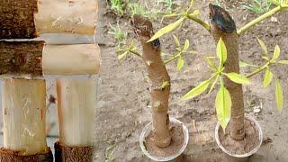 How to propagate mango tree from cutting for beginner  Grow mango tree cutting