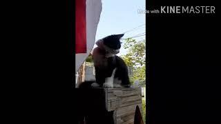 kucing ikut upacara bendera  kucing lucu