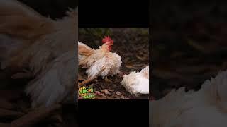 LA GALLINA MÁS GRANDE Y LA MÁS PEQUEÑA DEL MUNDO  #animales #shorts #animalesfantasticos #gallinas