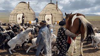 HORSE MILKING & SHEEP SHEARING  Natural Nomadic life